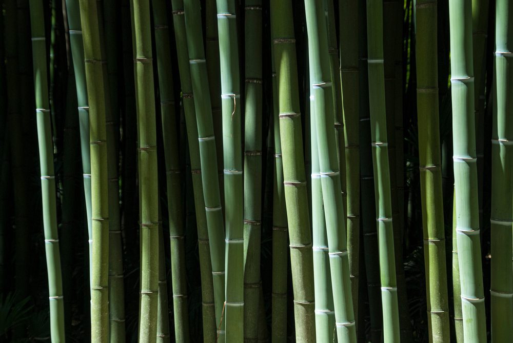 Matériaux écologiques bambou