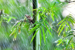 bambou résistant à l'humidité